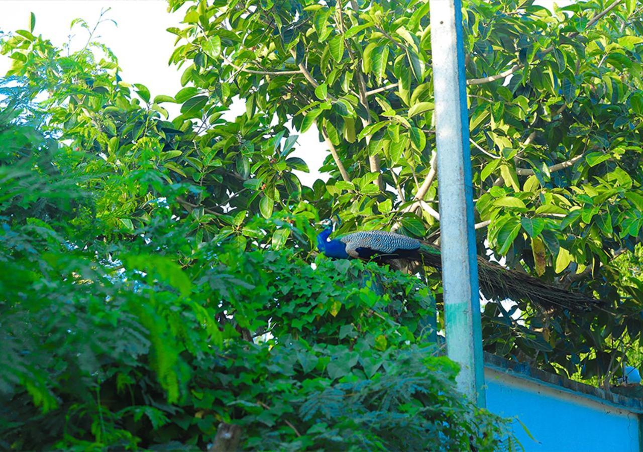 Birdsong Leisure Resort Tissamaharama Ngoại thất bức ảnh